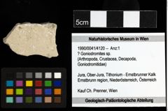 Foto (Objekt + Etiketten) von ? Goniodromites sp. 